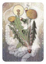 Magickal Herb | Oracle