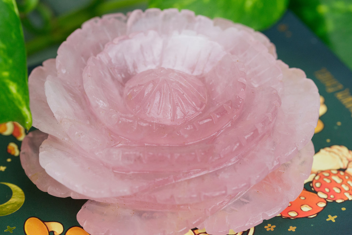 Rose Quartz | Lotus