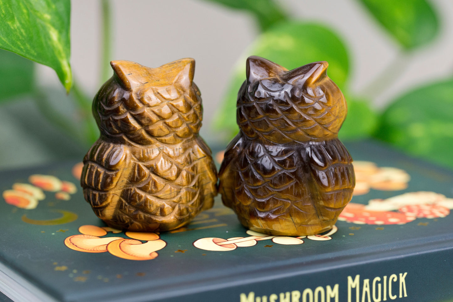 Tiger's Eye | Owls