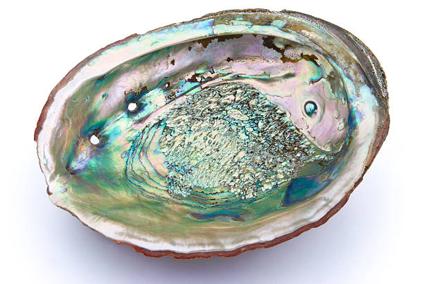 Abalone Shells