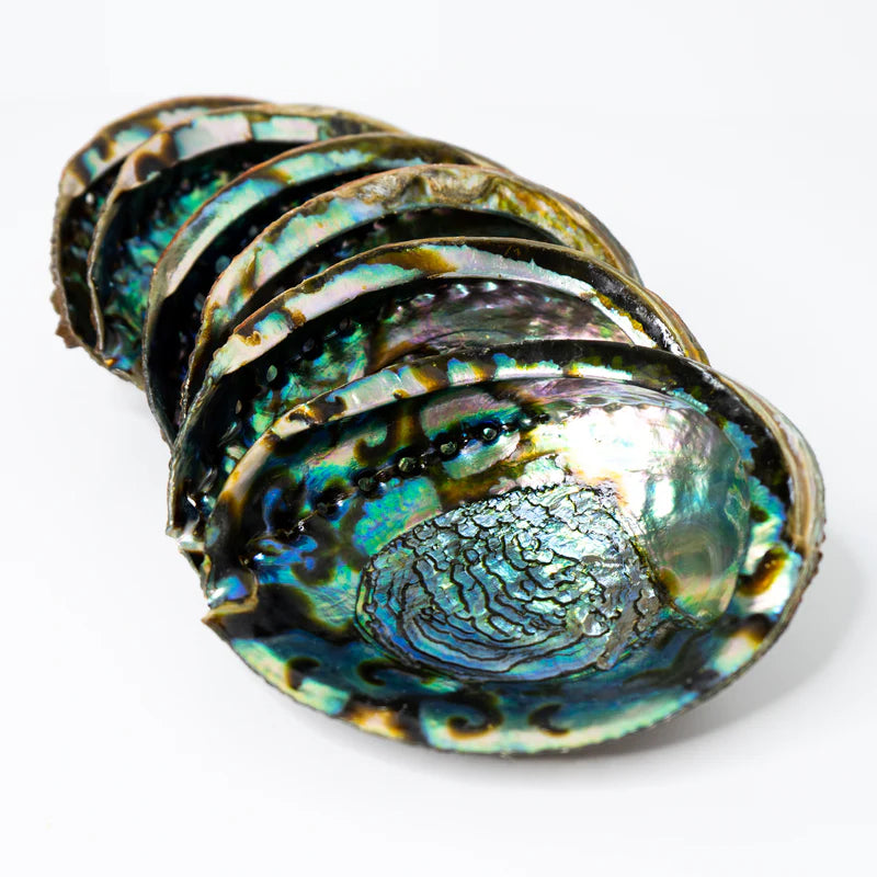 Abalone Shells