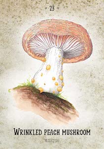Mushroom Spirit | Oracle