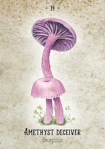 Mushroom Spirit | Oracle