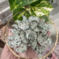 Kiwi Jasper | Mini Moons