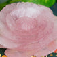 Rose Quartz | Lotus