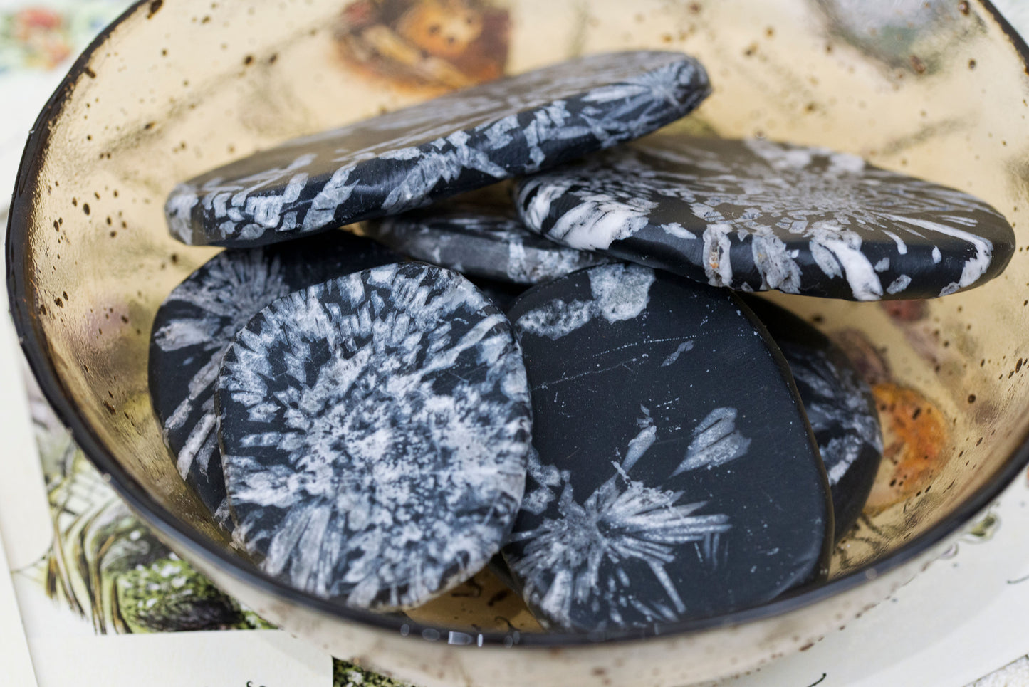 Chrysanthemum Stone Palms