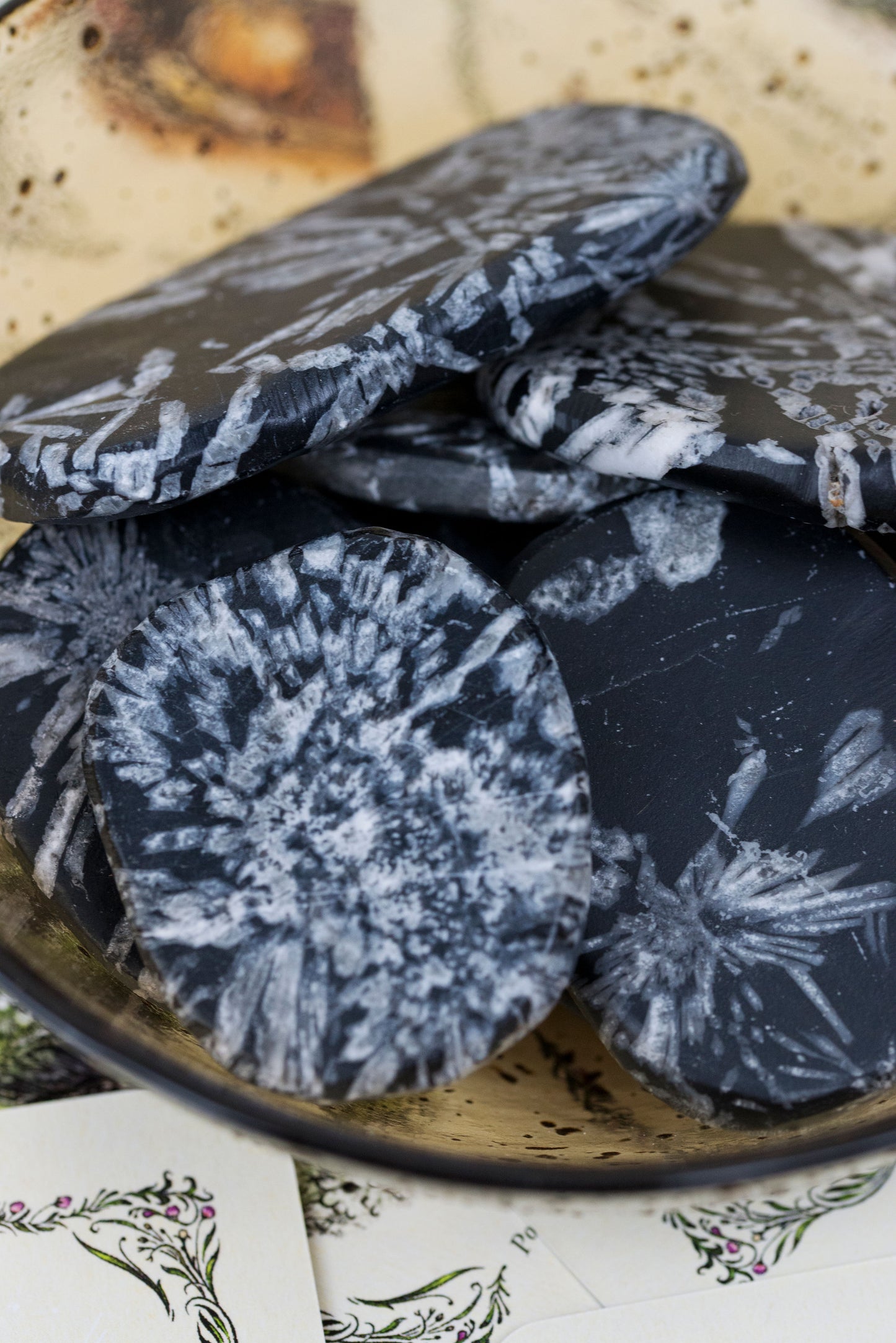 Chrysanthemum Stone Palms